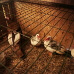 Żywa szopka na Świętym Krzyżu / Marzena Mąkosa / Radio Kielce