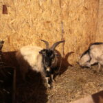 Żywa szopka na Świętym Krzyżu / Marzena Mąkosa / Radio Kielce