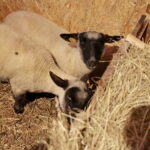 Żywa szopka na Świętym Krzyżu / Marzena Mąkosa / Radio Kielce