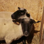 Żywa szopka na Świętym Krzyżu / Marzena Mąkosa / Radio Kielce