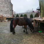 Żywa szopka w Chęcinach / Marzena Mąkosa / Radio Kielce