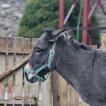 Żywa szopka w Chęcinach / Marzena Mąkosa / Radio Kielce