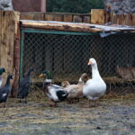 Żywa szopka w Chęcinach / Marzena Mąkosa / Radio Kielce