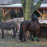 Żywa szopka w Chęcinach / Marzena Mąkosa / Radio Kielce