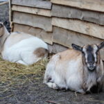 Żywa szopka w Chęcinach / Marzena Mąkosa / Radio Kielce