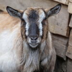 Żywa szopka w Chęcinach / Marzena Mąkosa / Radio Kielce