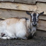 Żywa szopka w Chęcinach / Marzena Mąkosa / Radio Kielce