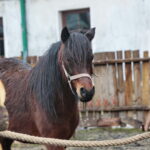 Żywa szopka w Chęcinach / Marzena Mąkosa / Radio Kielce