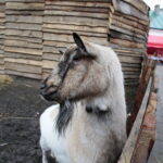 Żywa szopka w Chęcinach / Marzena Mąkosa / Radio Kielce