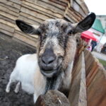 Żywa szopka w Chęcinach / Marzena Mąkosa / Radio Kielce