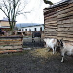 Żywa szopka w Chęcinach / Marzena Mąkosa / Radio Kielce