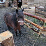 Żywa szopka w Chęcinach / Marzena Mąkosa / Radio Kielce