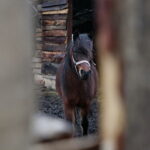 Żywa szopka w Chęcinach / Marzena Mąkosa / Radio Kielce