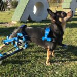 Wózek inwalidzki dla zwierząt / Cabiomede