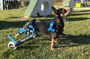 Wózek inwalidzki dla zwierząt / Cabiomede
