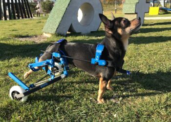 Wózek inwalidzki dla zwierząt / Cabiomede