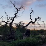 Londyn / Mikołaj Wyrzykowski / Radio Kielce