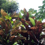 Regaty ARC przez Atlantyk / Andrzej Pacanowski