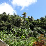 Regaty ARC przez Atlantyk / Andrzej Pacanowski