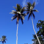 Regaty ARC przez Atlantyk / Andrzej Pacanowski