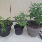 Narkotyki oraz nielegalna uprawa konopi indyjskich zabezpieczone przez świętokrzyską policję / KWP Kielce