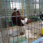 Starachowice. Wystawa gołębi rasowych i drobiu ozdobnego / Anna Głąb / Radio Kielce