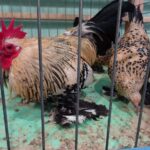 Starachowice. Wystawa gołębi rasowych i drobiu ozdobnego / Anna Głąb / Radio Kielce