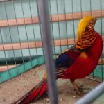 Starachowice. Wystawa gołębi rasowych i drobiu ozdobnego / Anna Głąb / Radio Kielce