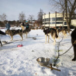 Sandomierz. Na bulwarze nadwiślańskim rzeszowski klubu psich zaprzęgów zorganizował pokazy, zainteresowani mogli skorzystać z przejażdżki psim zaprzęgiem / Grażyna Szlęzak-Wójcik / Radio Kielce