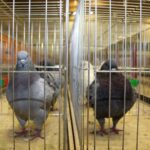 Dziesiąta edycja Regionalnej Wystawy Gołębi Rasowych i Drobiu Ozdobnego w Busku-Zdroju / Marta Gajda / Radio Kielce