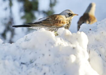 Jak pomóc ptakom w zimie, radzą leśnicy