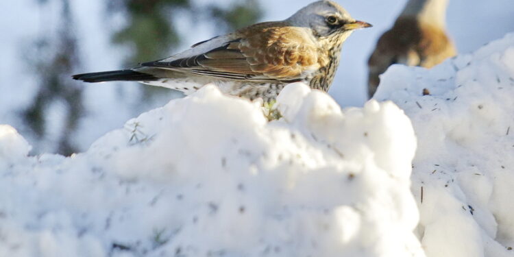 Jak pomóc ptakom w zimie, radzą leśnicy