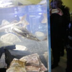 11.01.2019 Kielce. Noc Biologów na UJK / Jarosław Kubalski / Radio Kielce