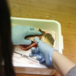 11.01.2019 Kielce. Noc Biologów na UJK / Jarosław Kubalski / Radio Kielce