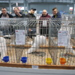 26.01.2019 Kielce. Krajowa Wystawa Gołębi Rasowych i Drobnego Inwentarza / Jarosław Kubalski / Radio Kielce