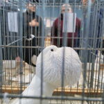 26.01.2019 Kielce. Krajowa Wystawa Gołębi Rasowych i Drobnego Inwentarza / Jarosław Kubalski / Radio Kielce