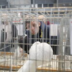 26.01.2019 Kielce. Krajowa Wystawa Gołębi Rasowych i Drobnego Inwentarza / Jarosław Kubalski / Radio Kielce