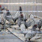 26.01.2019 Kielce. Krajowa Wystawa Gołębi Rasowych i Drobnego Inwentarza / Jarosław Kubalski / Radio Kielce