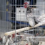 26.01.2019 Kielce. Krajowa Wystawa Gołębi Rasowych i Drobnego Inwentarza / Jarosław Kubalski / Radio Kielce