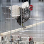 26.01.2019 Kielce. Krajowa Wystawa Gołębi Rasowych i Drobnego Inwentarza / Jarosław Kubalski / Radio Kielce