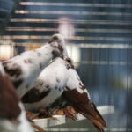 26.01.2019 Kielce. Krajowa Wystawa Gołębi Rasowych i Drobnego Inwentarza / Jarosław Kubalski / Radio Kielce