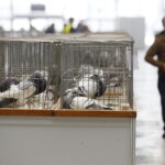 26.01.2019 Kielce. Krajowa Wystawa Gołębi Rasowych i Drobnego Inwentarza / Jarosław Kubalski / Radio Kielce