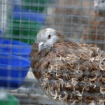 26.01.2019 Kielce. Krajowa Wystawa Gołębi Rasowych i Drobnego Inwentarza / Jarosław Kubalski / Radio Kielce