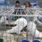 26.01.2019 Kielce. Krajowa Wystawa Gołębi Rasowych i Drobnego Inwentarza / Jarosław Kubalski / Radio Kielce