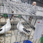 26.01.2019 Kielce. Krajowa Wystawa Gołębi Rasowych i Drobnego Inwentarza / Jarosław Kubalski / Radio Kielce