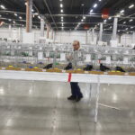 26.01.2019 Kielce. Krajowa Wystawa Gołębi Rasowych i Drobnego Inwentarza / Jarosław Kubalski / Radio Kielce