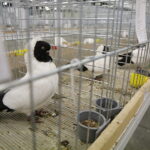 26.01.2019 Kielce. Krajowa Wystawa Gołębi Rasowych i Drobnego Inwentarza / Jarosław Kubalski / Radio Kielce