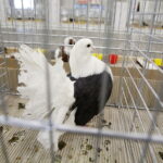 26.01.2019 Kielce. Krajowa Wystawa Gołębi Rasowych i Drobnego Inwentarza / Jarosław Kubalski / Radio Kielce