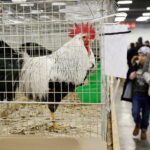 26.01.2019 Kielce. Krajowa Wystawa Gołębi Rasowych i Drobnego Inwentarza / Jarosław Kubalski / Radio Kielce