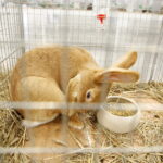 26.01.2019 Kielce. Krajowa Wystawa Gołębi Rasowych i Drobnego Inwentarza / Jarosław Kubalski / Radio Kielce